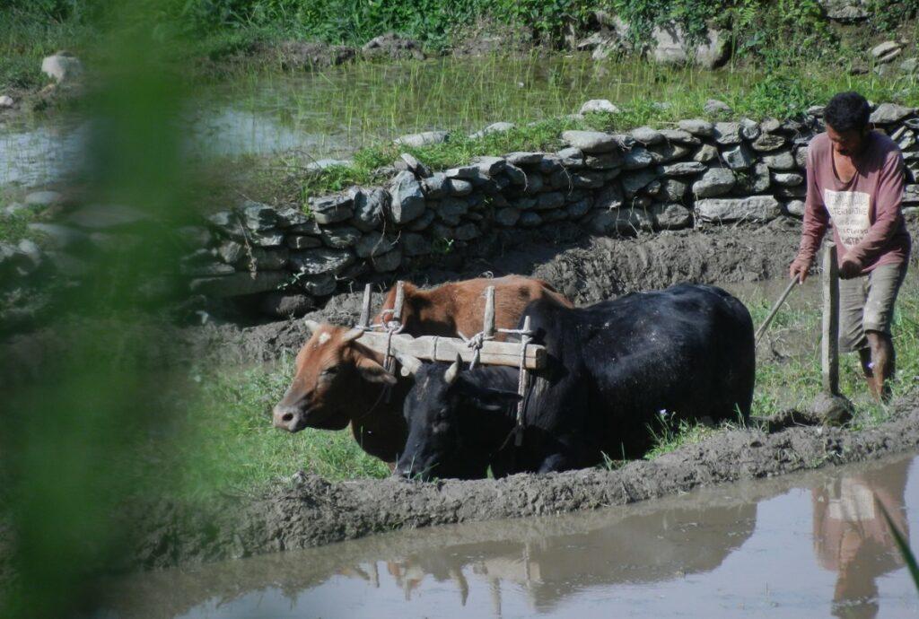 Rice field in Nepal