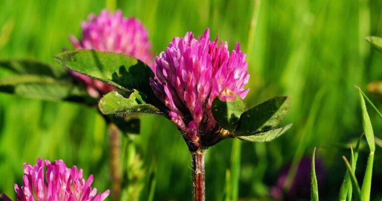 Eating red clover – 11 ways to use clover from the meadow