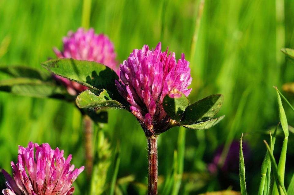 Eating red clover – 11 ways to use clover from the meadow