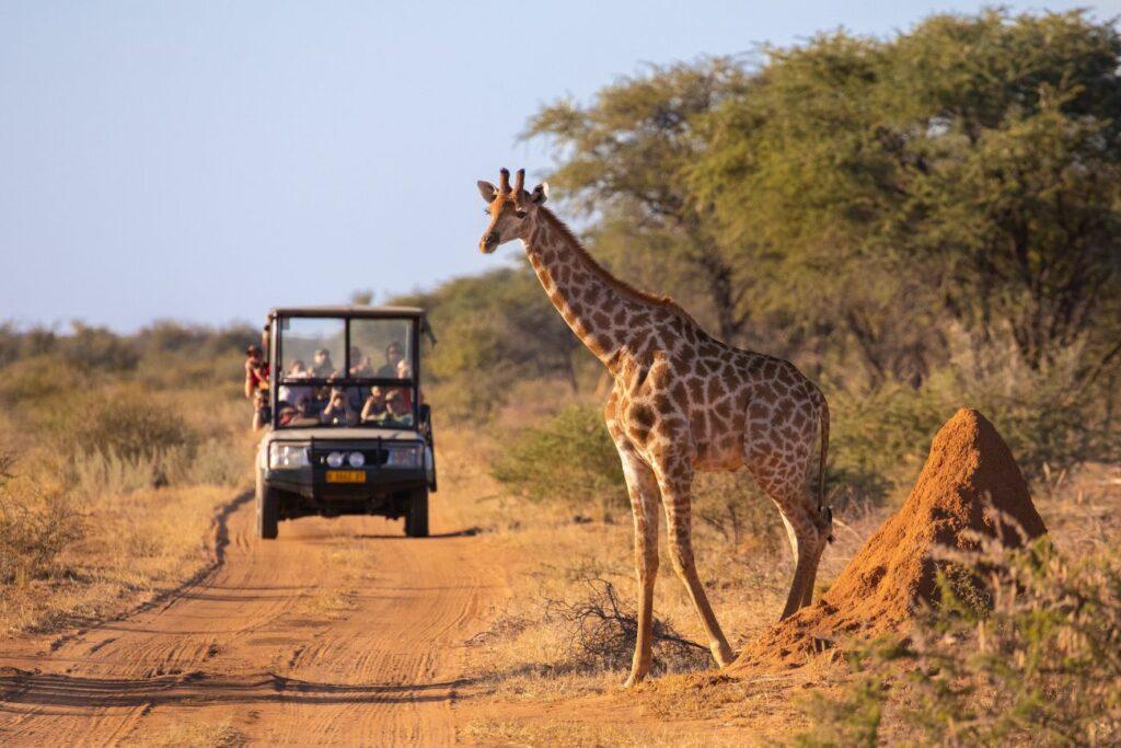 A giraffe in the wilderness and a safari jeep full of tourists