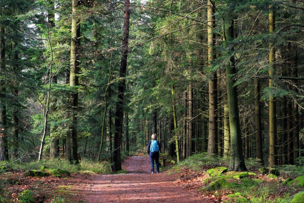A person is walking through the forest.
