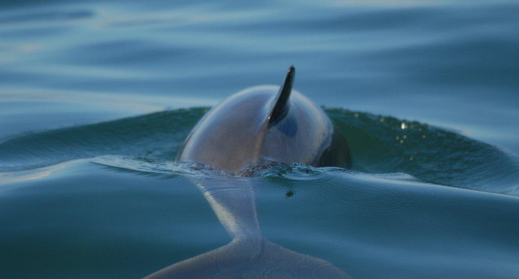 Porpoises, vegan “pampering moments” and a lot of sand