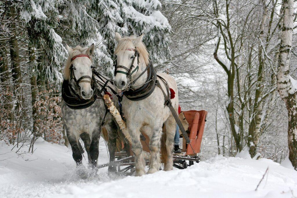 Sustainable travel by horse-drawn sleigh. Slow travel in the winter.