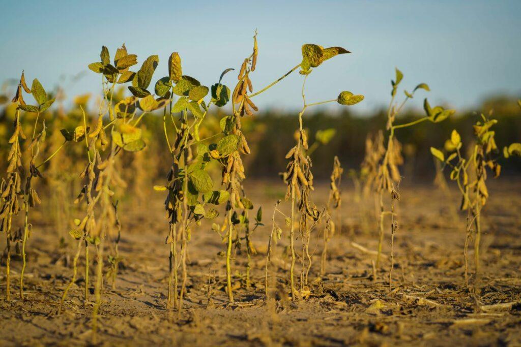Close-up of soybean plants damaged by drought