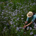 Gätnerin mit Blumen Permakultur nachhaltige Landwirtschaft