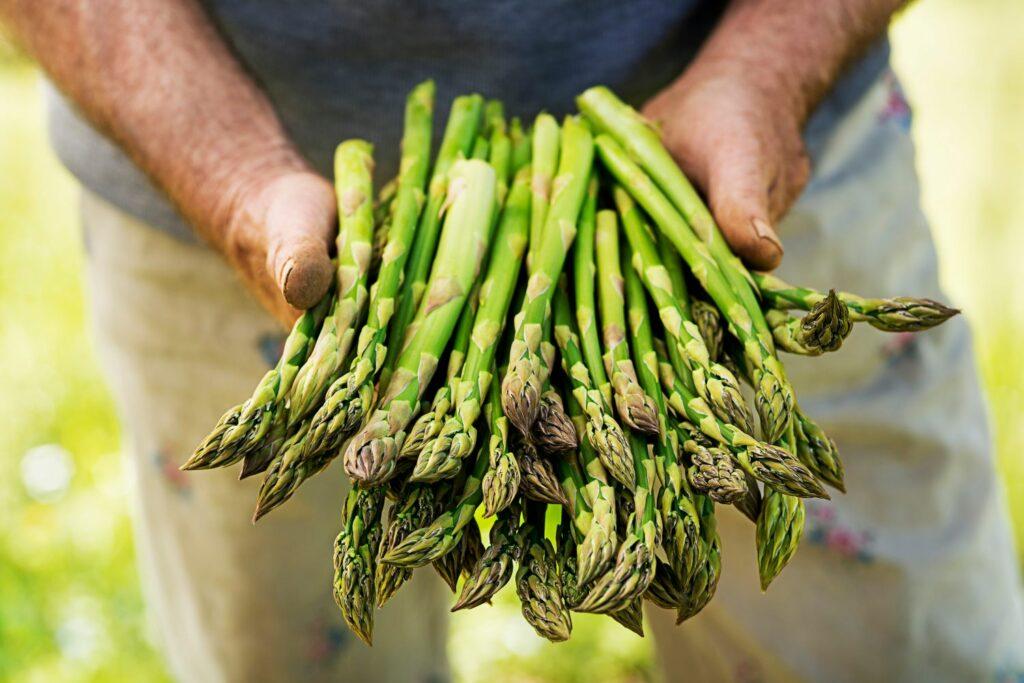 Man holding fresh green asparagus