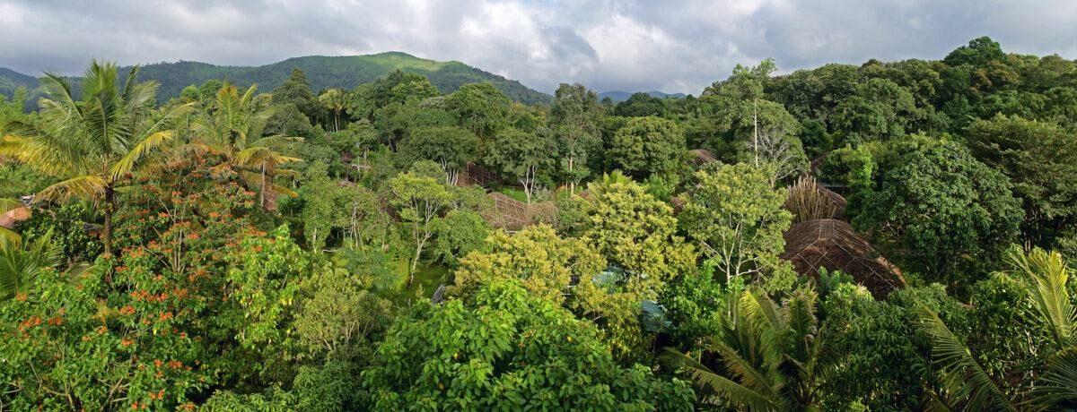 It couldn’t be greener: vacations in the jungle