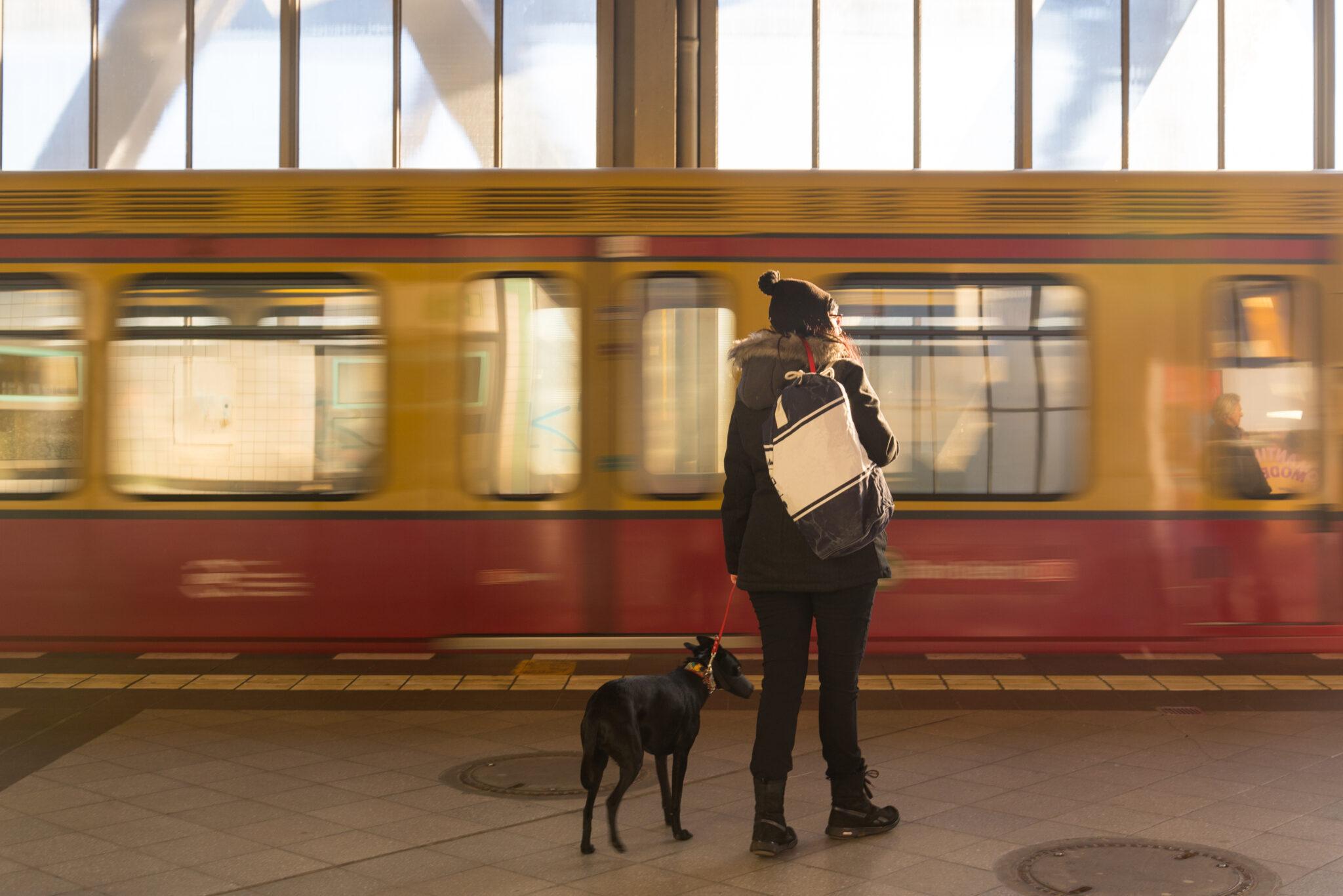 Traveling by train with a dog – Here’s what you need to keep in mind (plus packing list for a relaxed trip)
