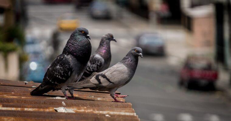 Feeding pigeons? 5 things to know about the city pigeon