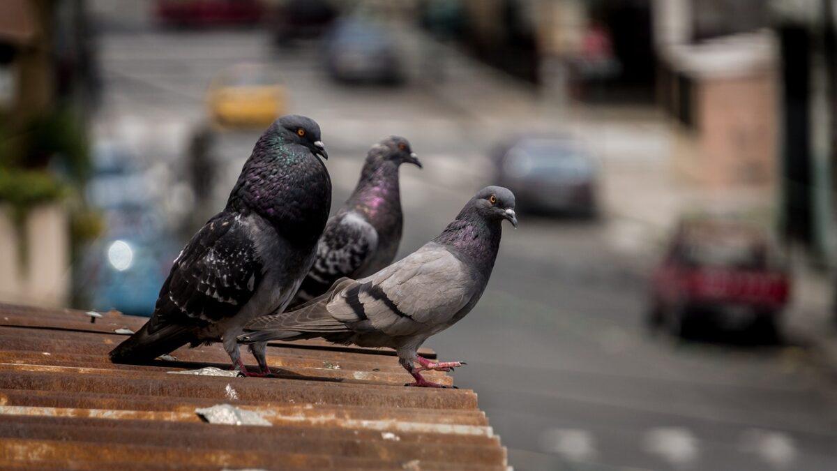 Feeding pigeons? 5 things to know about the city pigeon