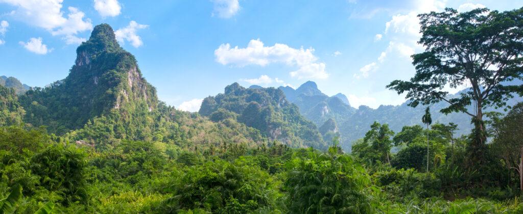 Rainforest in Khao Sok National Park, Thailand