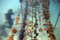 coral-protection-gili-lankanfushi-greenpearls