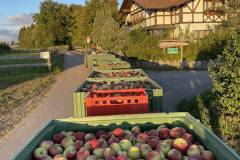 Gerbehof-Apfelernte-nachhaltig-regional-urlaub-deutschland