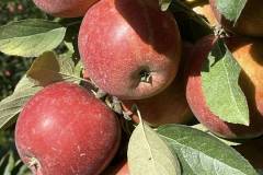 Gerbehof-nachhaltiges-hotel-Apfelernte-2022