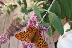Naschgarten-Schwarzwald-Panorama-1