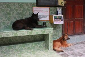 Tongsai Bay, dogs