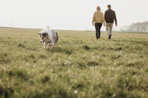 Urlaub mit Hund: Spaziergang über die Wiese