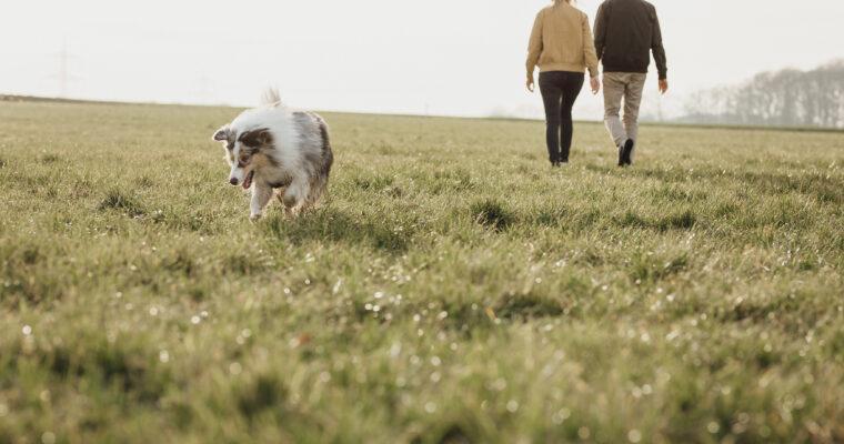 Weekend Getaway with Dog: A wellness stay at the dog-friendly Eco-Hotel Okelmann’s