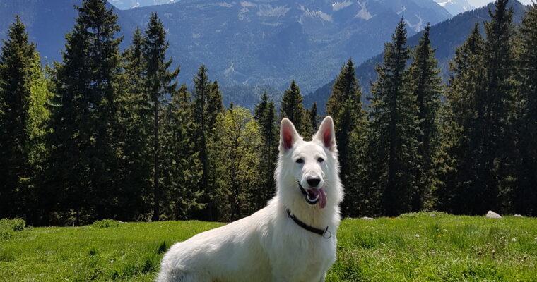 Dog-friendly vacation in Germany and Austria