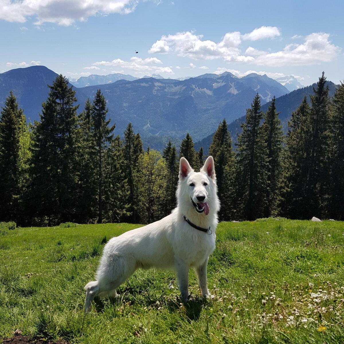 Dog-friendly vacation in Germany and Austria