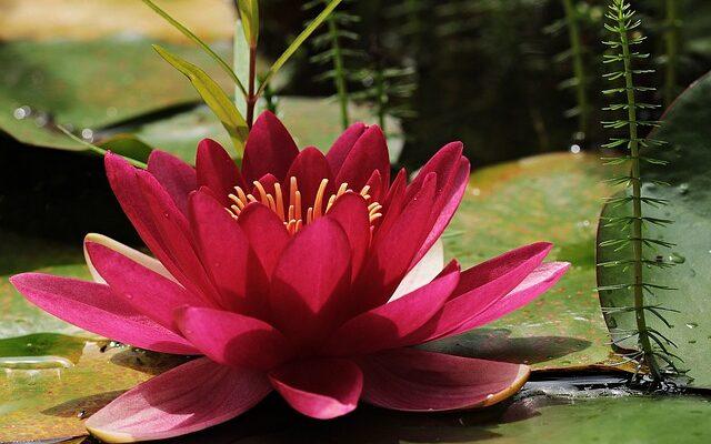 Viva Magenta is the Pantone color 2023. It says: back to nature!