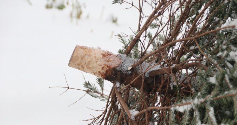 A second life for your Christmas tree: sustainable recycling ideas