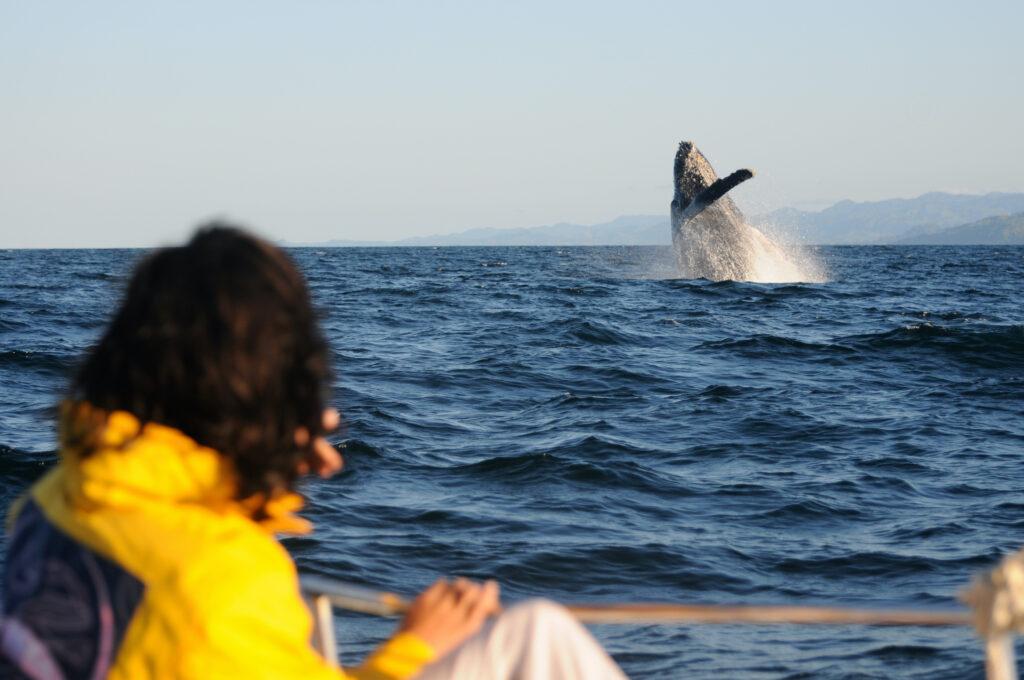 Epic view of a humpback whale breaking out of the water during a whale watching tour with tourists, surrounded by a turbulent blue sea and a beautiful sky, in Sainte-Marie, Madagascar.