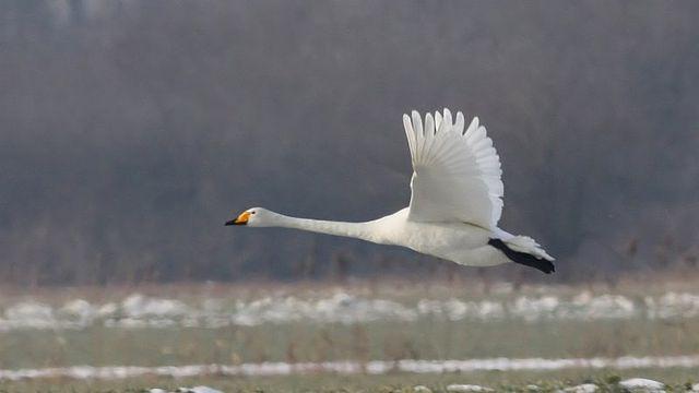 Migratory bird watching in Germany. Slow Travel