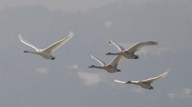 Migratory birds are in danger. Sustainable travel. Birding in Germany