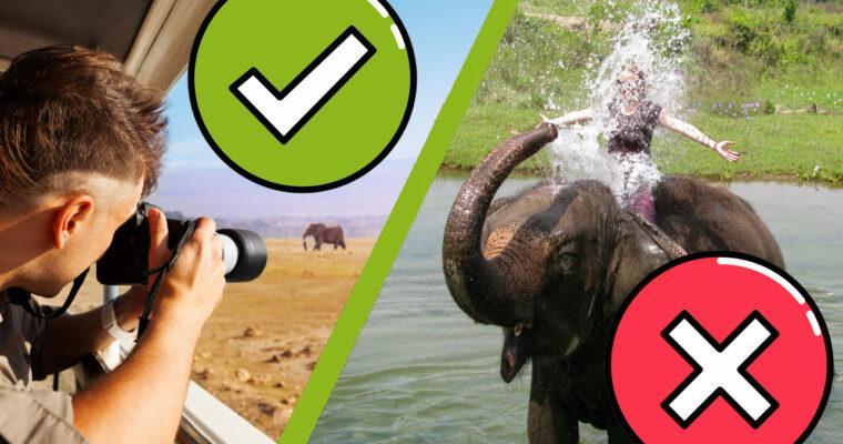 Watching wild animals on vacation requires respect and patience