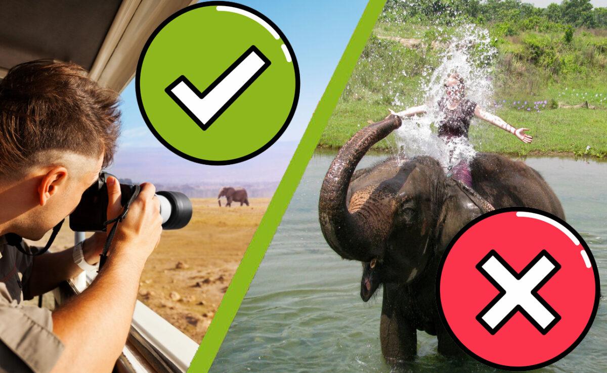 Watching wild animals on vacation requires respect and patience