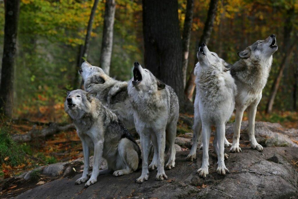 Wolves howl in packs - wild animals in German forests
