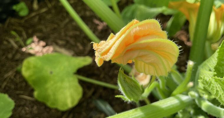 Tips and Recipe for eating zucchini flowers