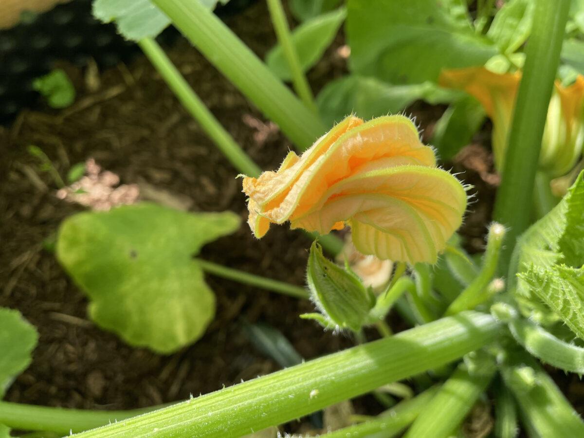 Tips and Recipe for eating zucchini flowers