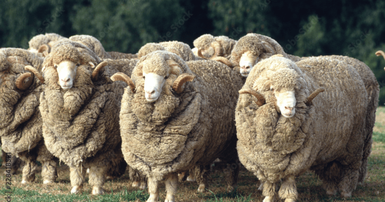 Why you should NOT buy merino wool from Australia