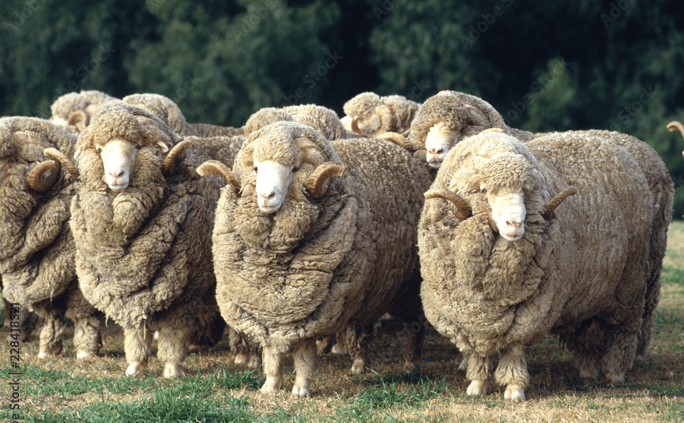 Why you should NOT buy merino wool from Australia
