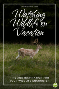 Deer in a grassy field with a dark forest background, overlaid text reads "Watching Wildlife on Vacation" and "Tips and Inspiration for Your Wildlife Encounter".