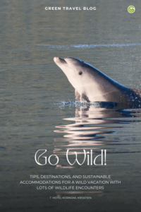 A dolphin leaps from calm sea water under soft light. Text reads "Go Wild!" and promotes sustainable travel and wildlife encounters in Croatia.