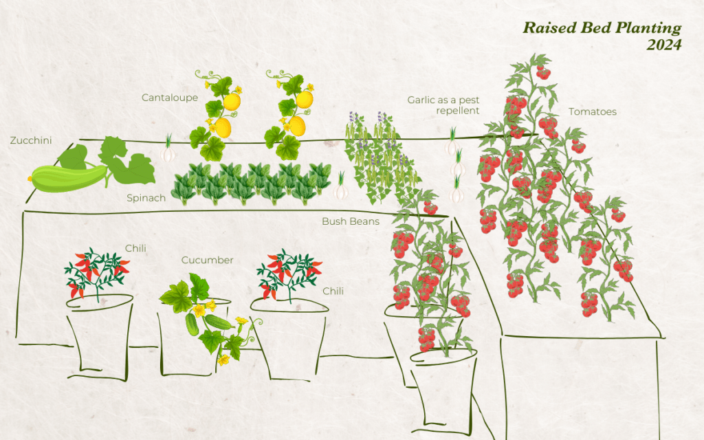 Raised bed planting scheme 2024 / Raised Bed Planning for 2024