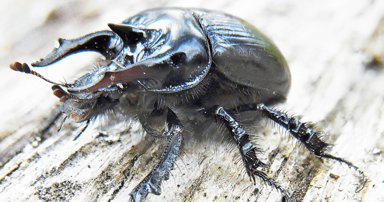 Bull beetle is insect of the year 2024