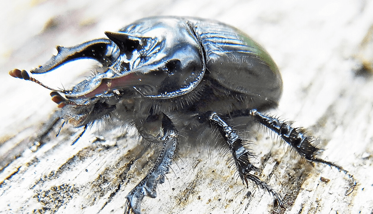Bull beetle is insect of the year 2024