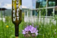 Naschgarten-Schwarzwald-Panorama-2