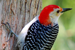 Red-bellied_Woodpecker_on_tree3