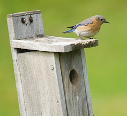 Bluebird on box