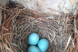 Bluebird eggs